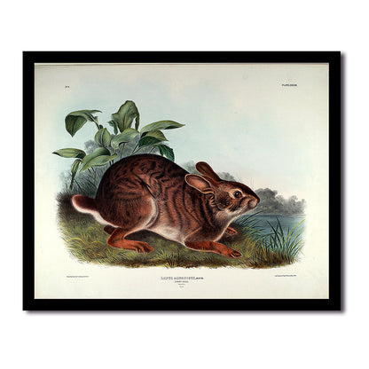 Lepus Aquaticus by John J. Audubon