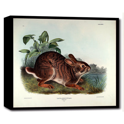 Lepus Aquaticus by John J. Audubon