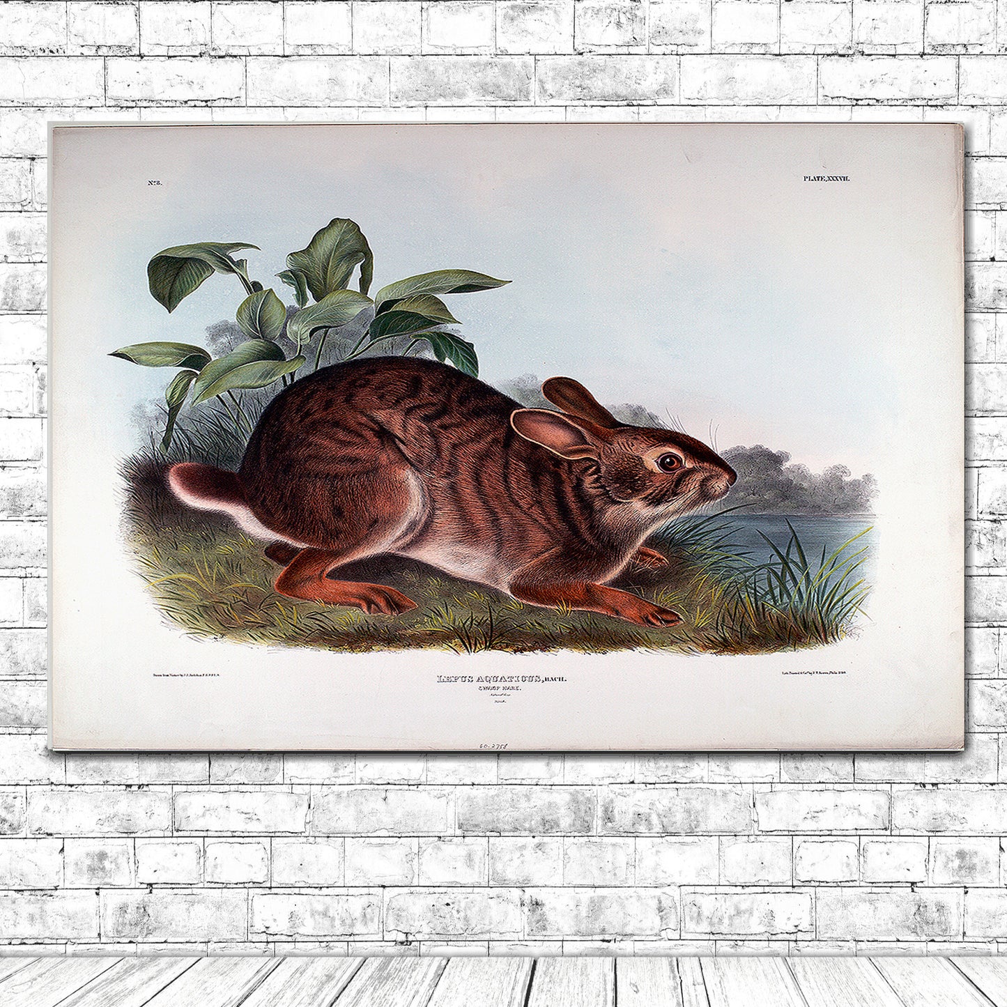 Lepus Aquaticus by John J. Audubon