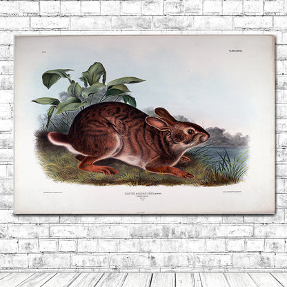 Lepus Aquaticus by John J. Audubon