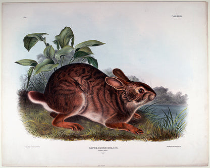 A framed print depicting a rabbit in a natural setting with greenery in the background.