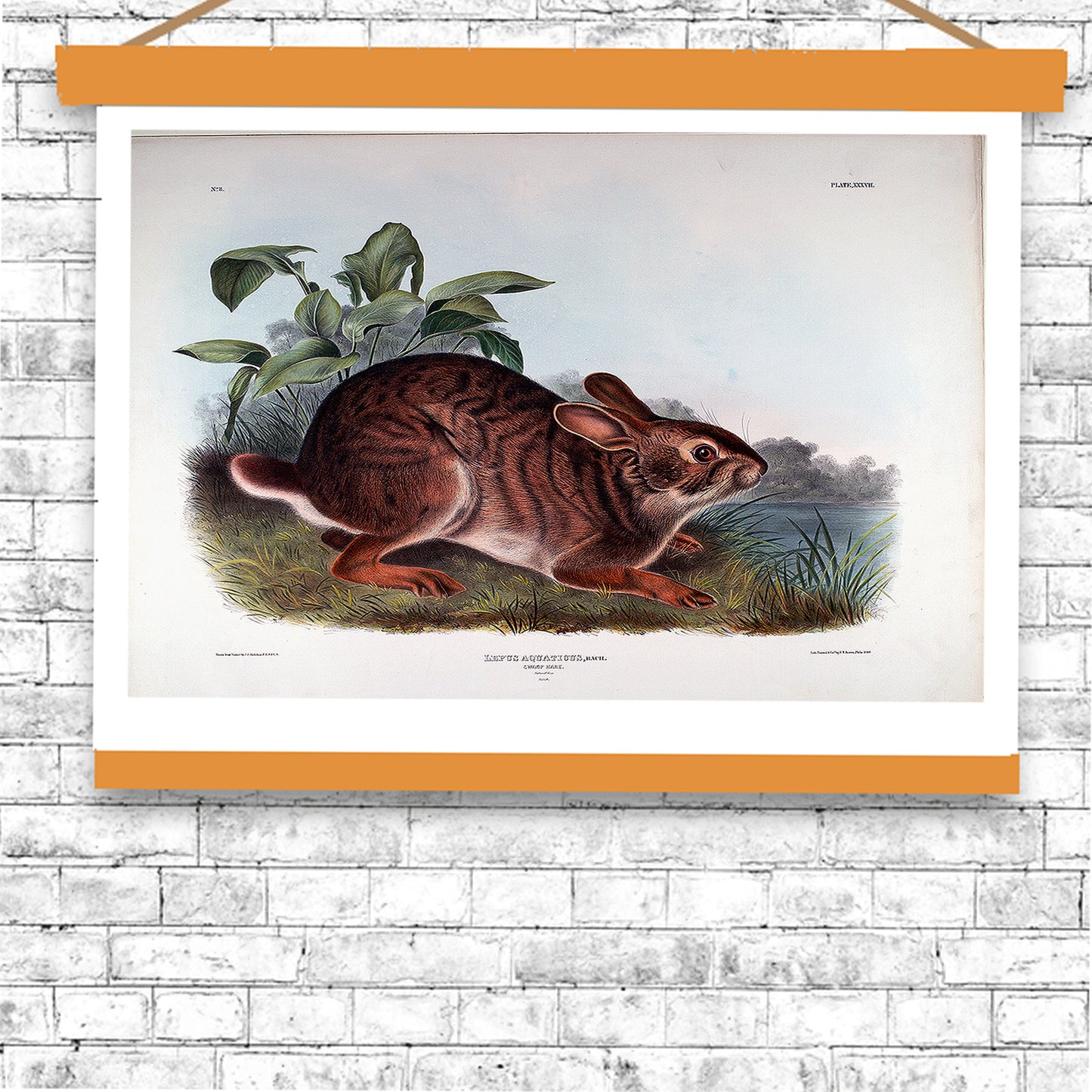 Lepus Aquaticus by John J. Audubon