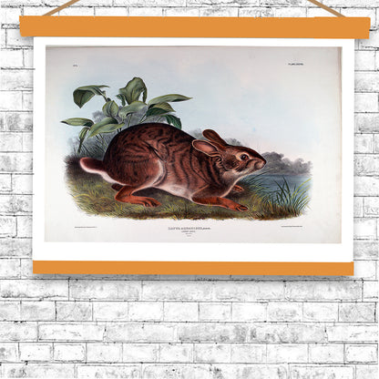 Lepus Aquaticus by John J. Audubon