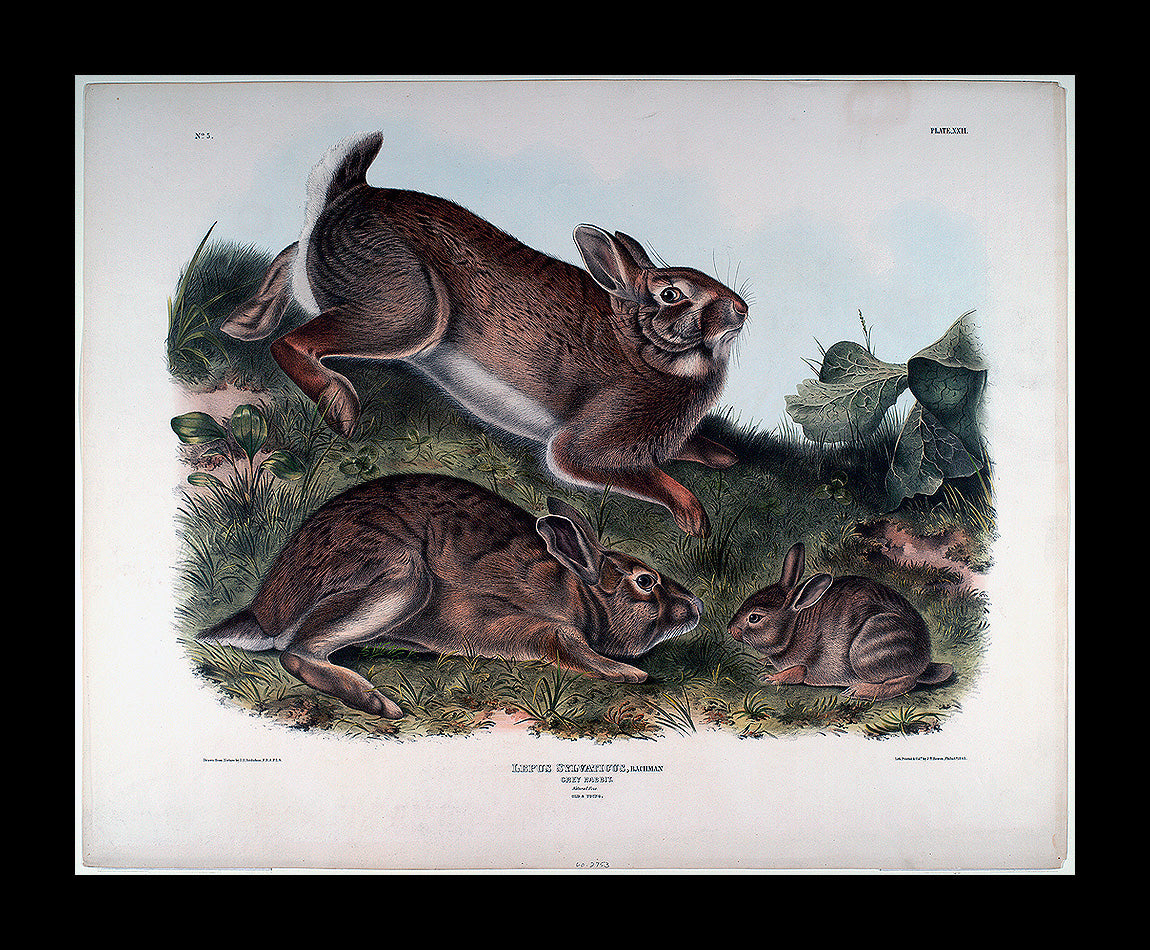 Lepus Sylvaticus by John J. Audubon