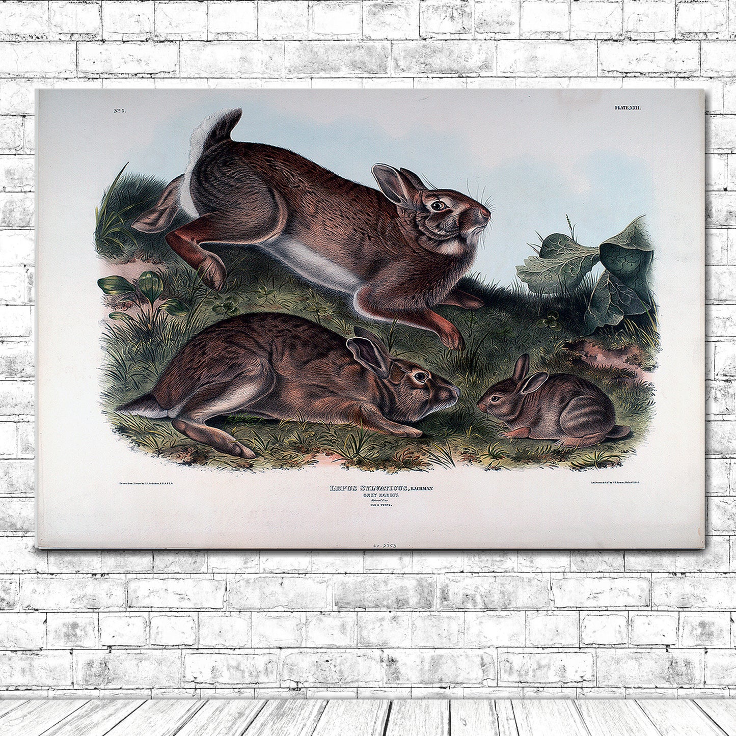 Lepus Sylvaticus by John J. Audubon