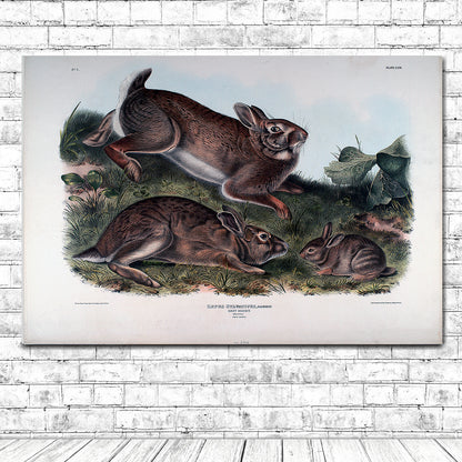 Lepus Sylvaticus by John J. Audubon