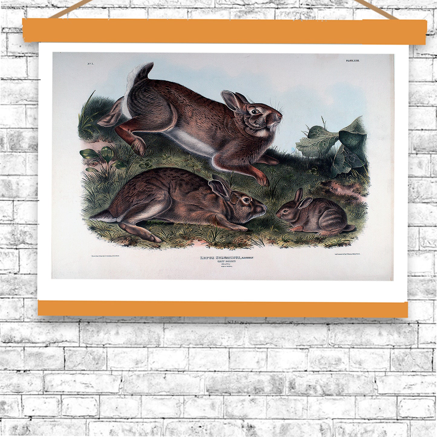 Lepus Sylvaticus by John J. Audubon