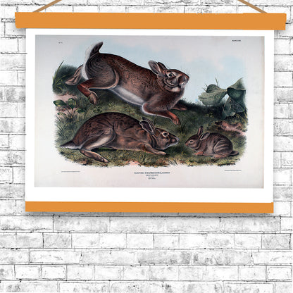 Lepus Sylvaticus by John J. Audubon
