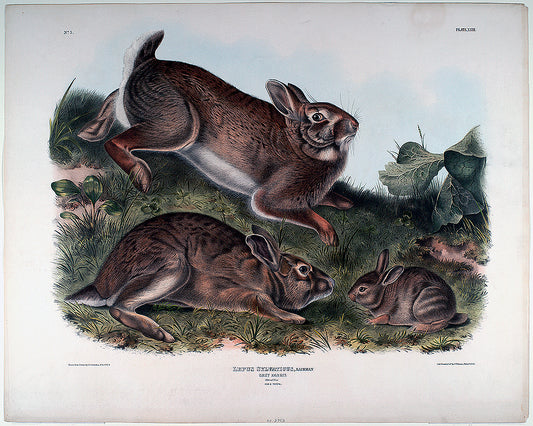 A framed print featuring illustrations of rabbits in a natural setting, with a black border and a wooden frame.