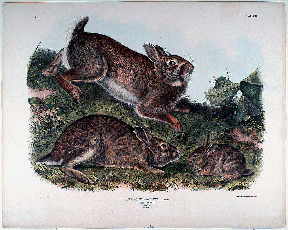 A framed print featuring illustrations of rabbits in a natural setting, with a black border and a wooden frame.