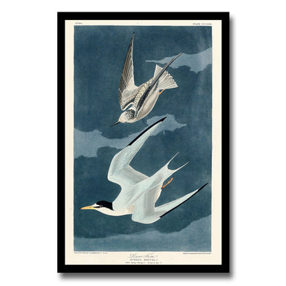 Le Petit Caporal by John J. Audubon