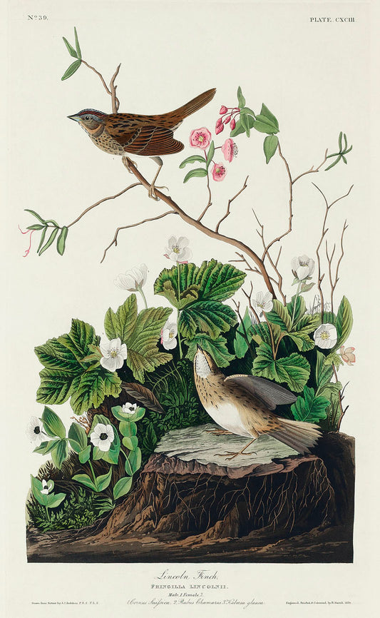 Lincoln Finch from Birds of America (1827) by John James Audubon