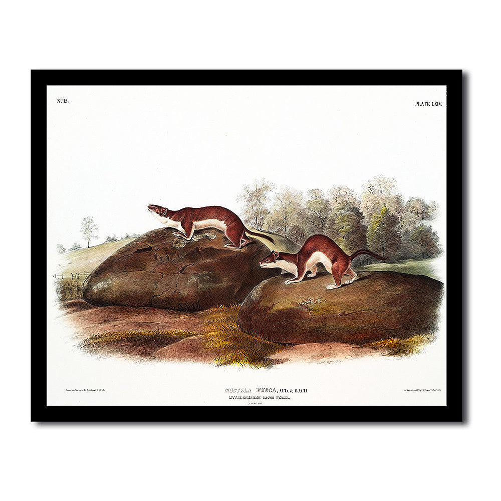 Little Chief Hare by John J. Audubon