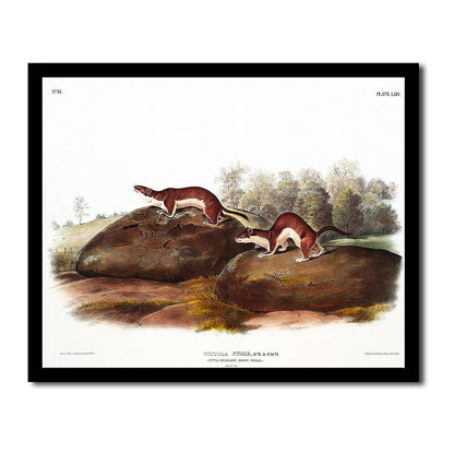 Little American Brown Weasel by John J. Audubon