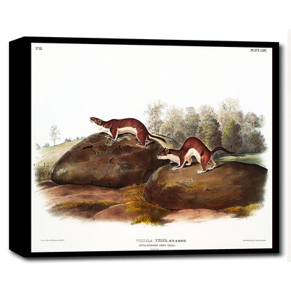 Little American Brown Weasel by John J. Audubon
