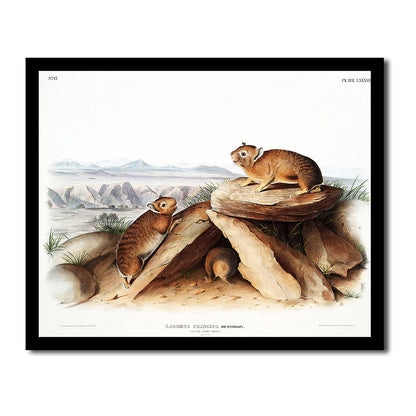 Little Nimble Weasel by John J. Audubon