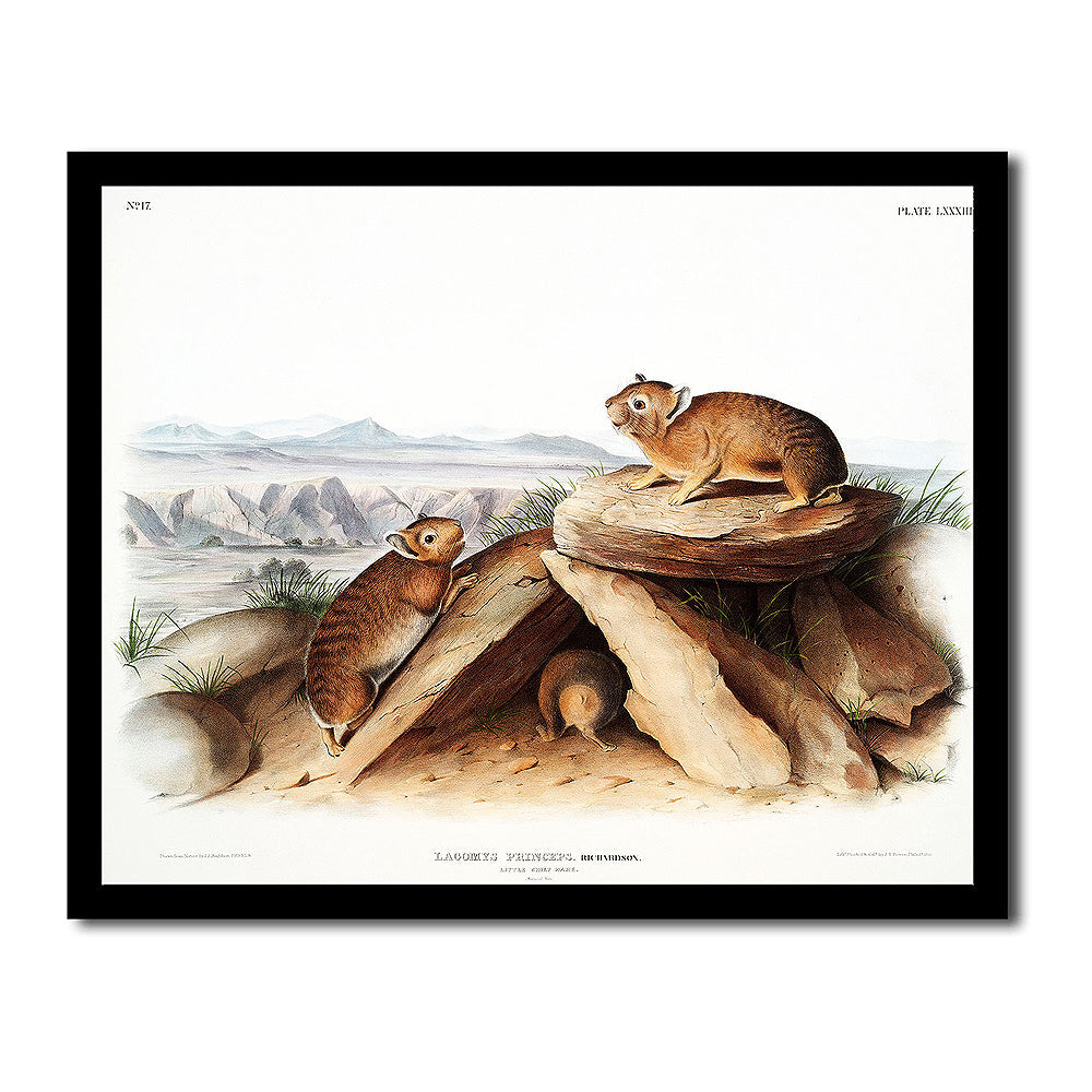 Little Chief Hare by John J. Audubon