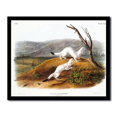 Long-tailed Deer by John J. Audubon