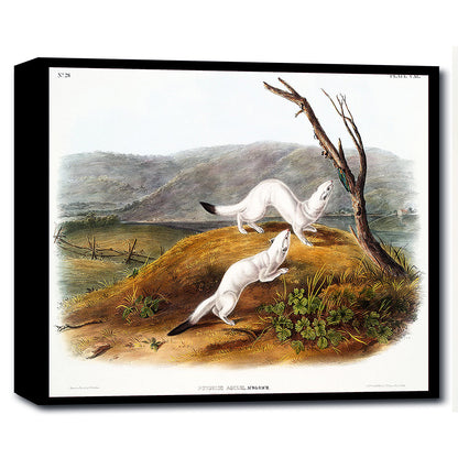 Little Nimble Weasel by John J. Audubon