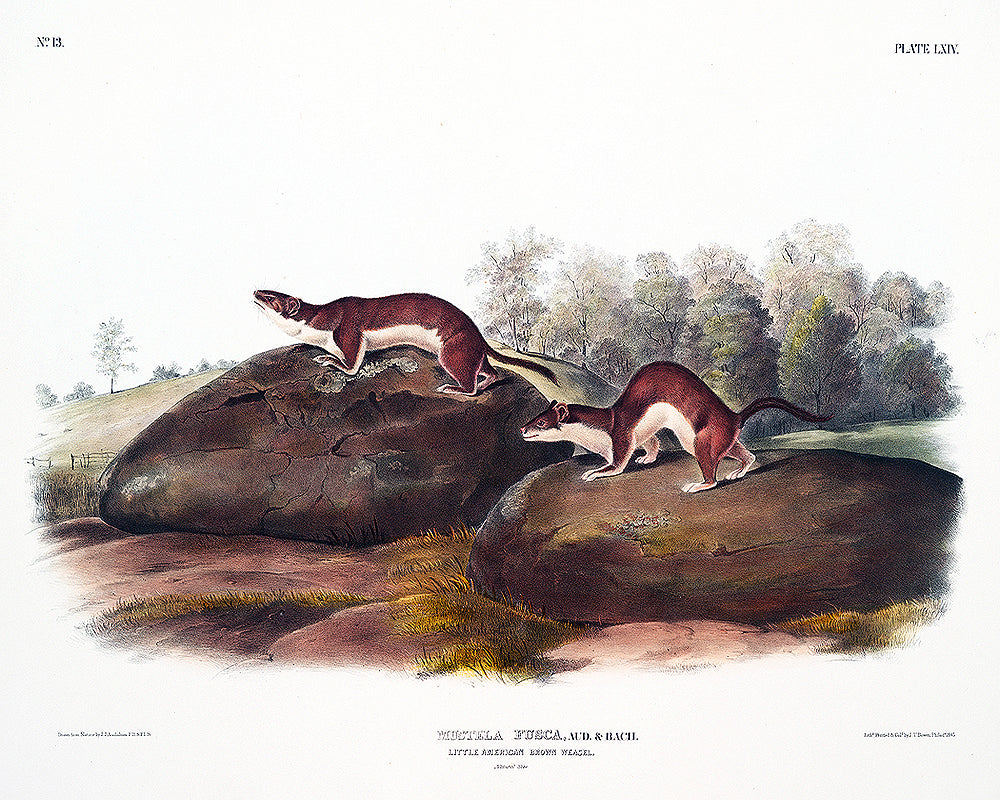 Little American Brown Weasel by John J. Audubon