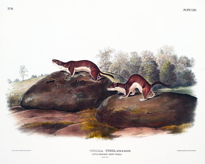 Little American Brown Weasel by John J. Audubon