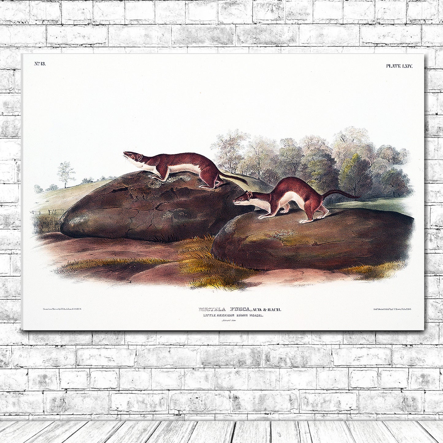 A framed print depicting two weasels on a rock, with a wooden frame and an acrylic cover, representing the 'Framed under Acrylic' option.