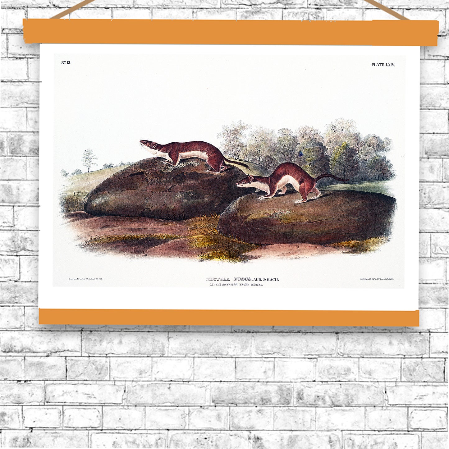 Little American Brown Weasel by John J. Audubon