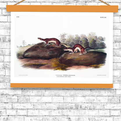 Little American Brown Weasel by John J. Audubon