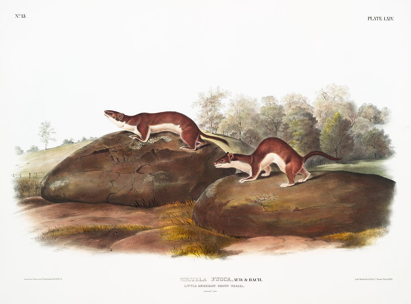 Little American Brown Weasel (Mustela fusca) by John James Audubon