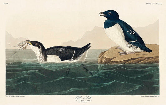 Little Auk from Birds of America (1827) by John James Audubon