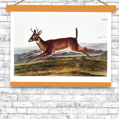 Long-tailed Deer by John J. Audubon