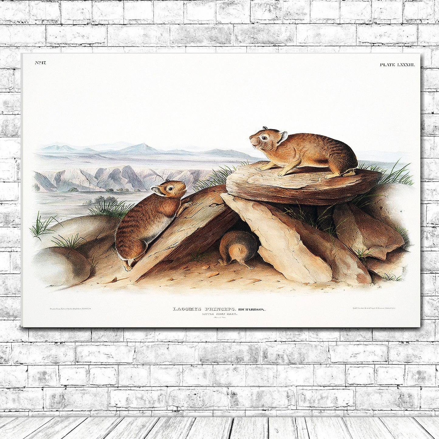 Little Chief Hare by John J. Audubon