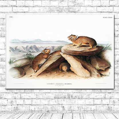 Little Chief Hare by John J. Audubon