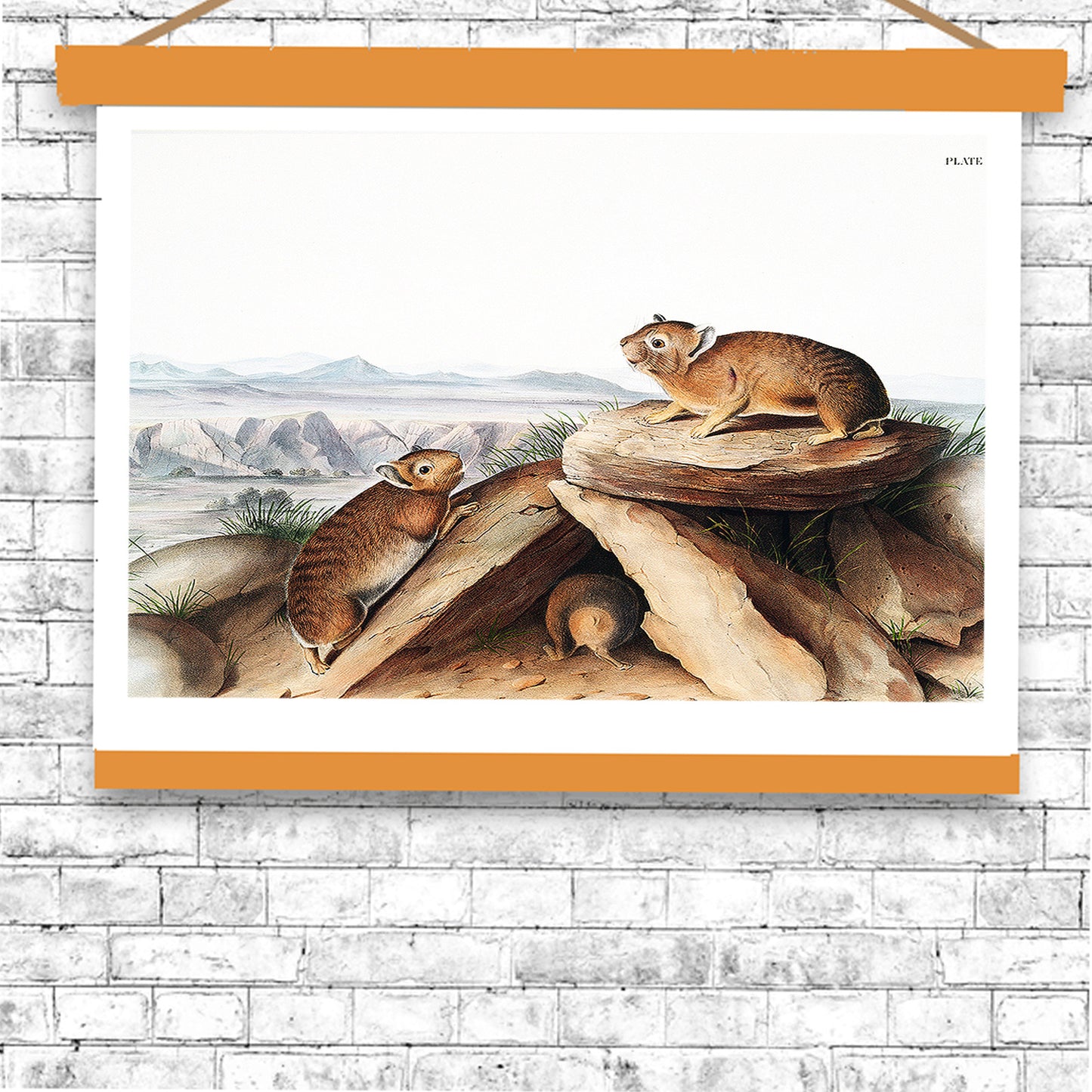 Little Chief Hare by John J. Audubon