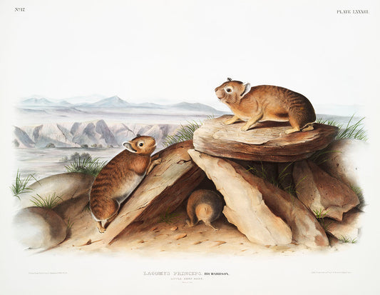 Little Chief Hare (Lagomys princeps) by John James Audubon