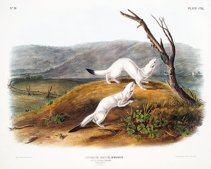 A framed print depicting two weasels in a natural landscape setting, colored illustration.