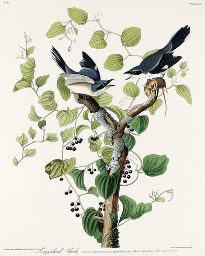 Loggerhead Shrike by John J. Audubon
