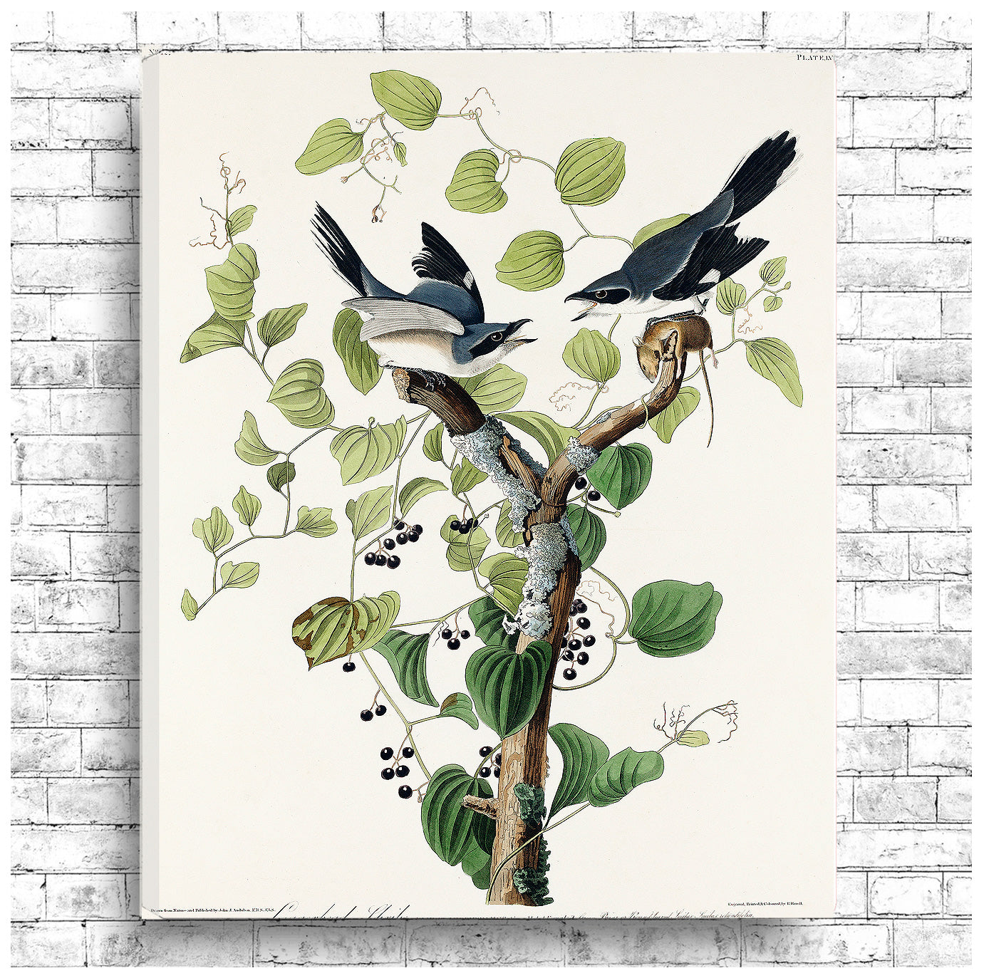 Loggerhead Shrike by John J. Audubon