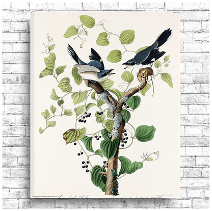 Loggerhead Shrike by John J. Audubon