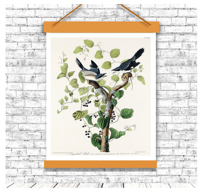 Loggerhead Shrike by John J. Audubon