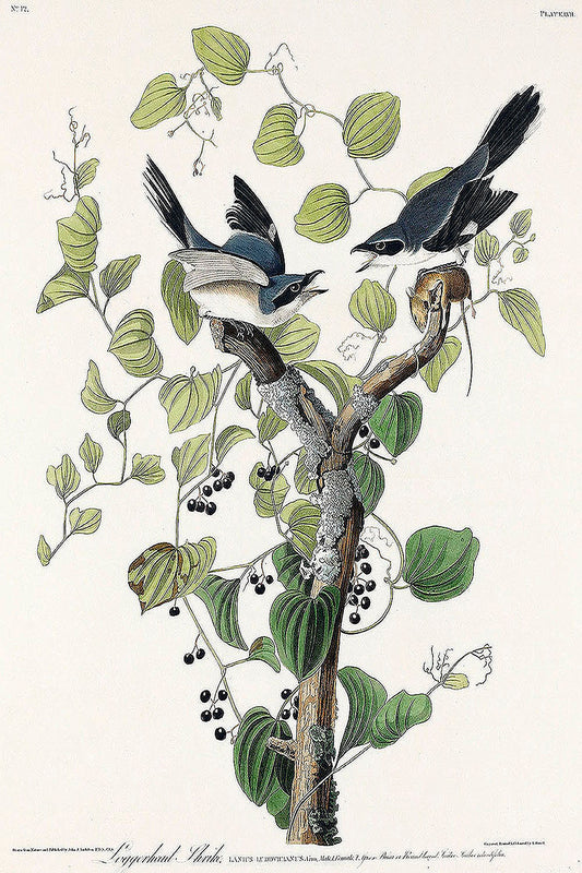 Loggerhead Shrike from Birds of America (1827) by John James Audubon