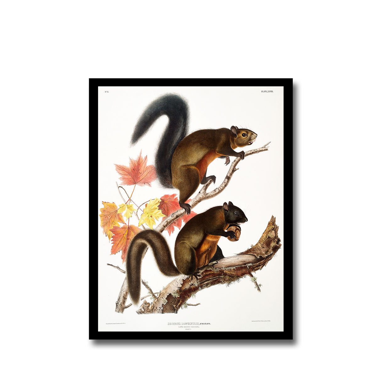 Migratory Squirrel by John J. Audubon