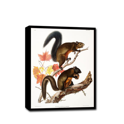 Long-haired Squirrel by John J. Audubon
