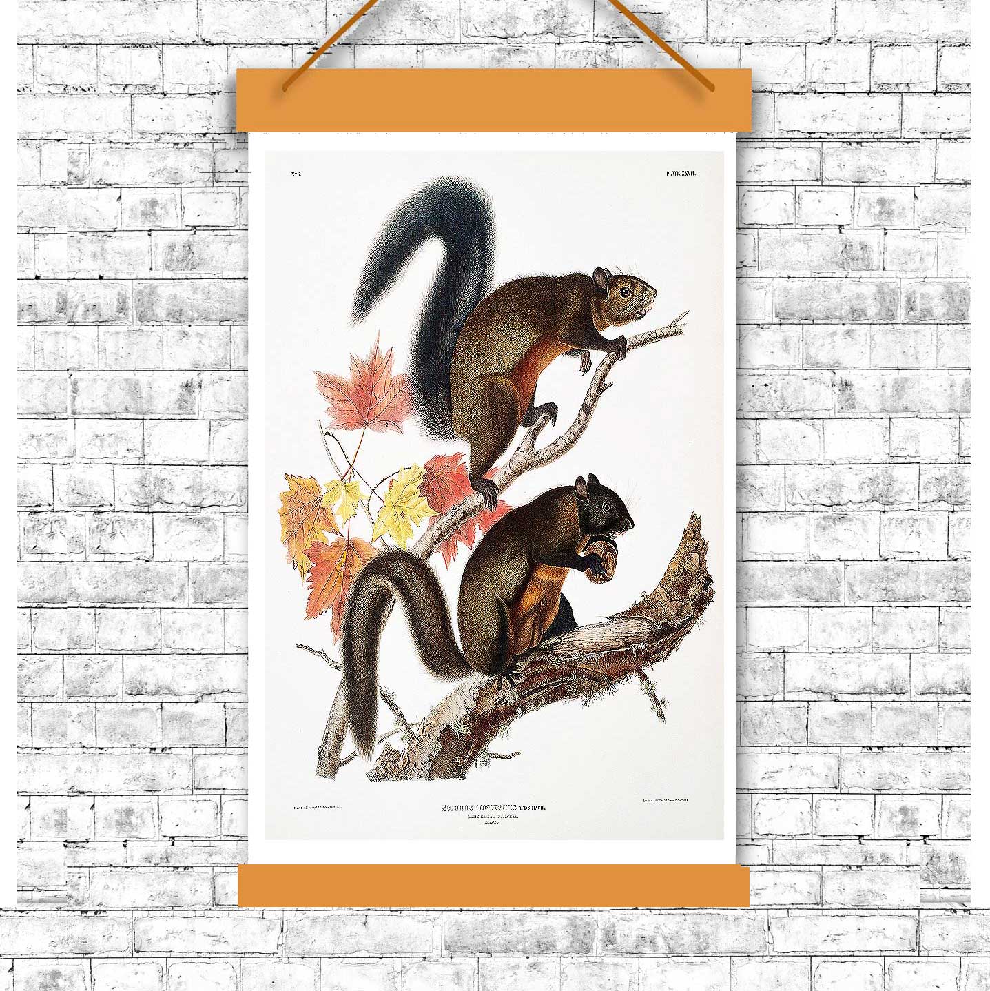 Long-haired Squirrel by John J. Audubon