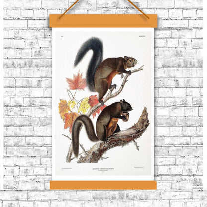Long-haired Squirrel by John J. Audubon