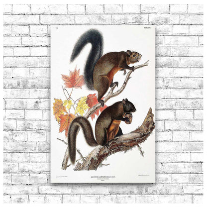 A framed print depicting two squirrels on a branch with autumn leaves in the background, presented in a black frame.