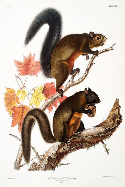 A framed print depicting two squirrels on a branch with autumn leaves in the background, presented in a black frame.