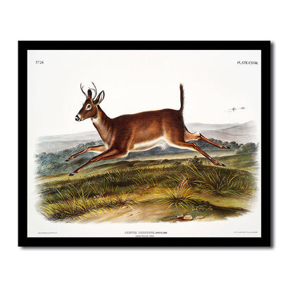 Marsh Hare by John J. Audubon