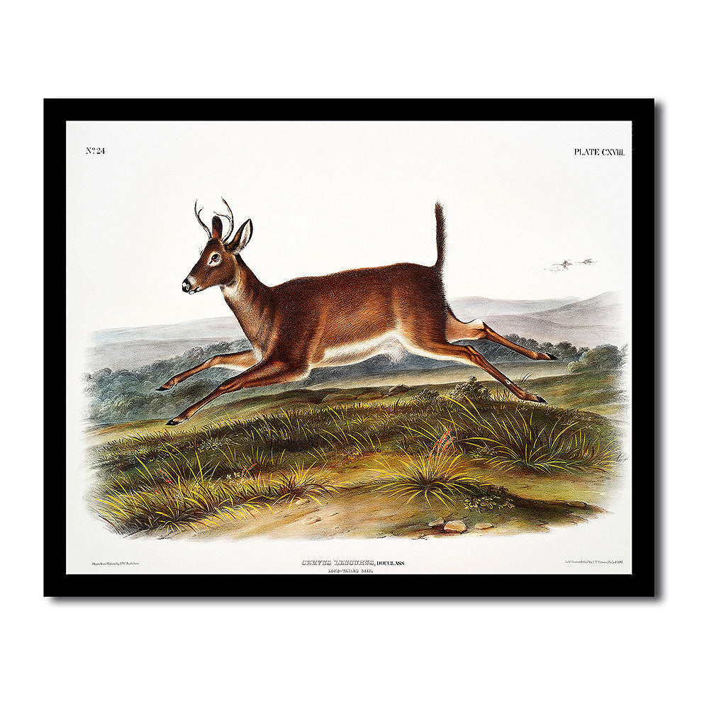 Long-tailed Deer by John J. Audubon