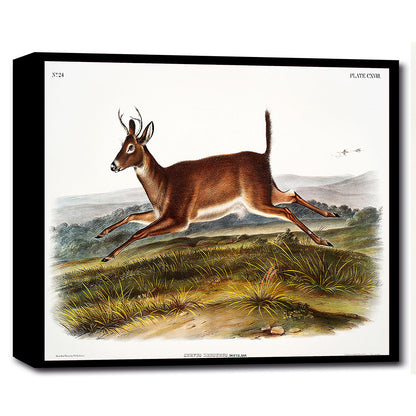 Long-tailed Deer by John J. Audubon